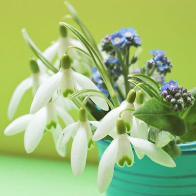 flower4 flower4
