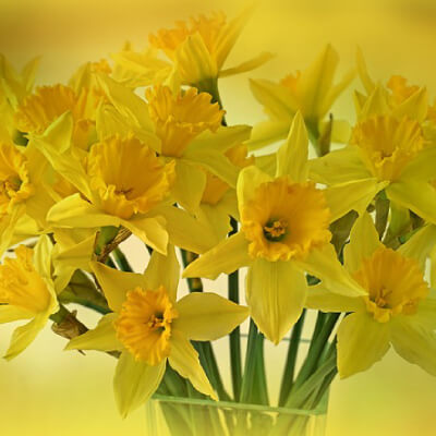flower5 flower5