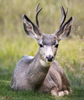 deer deer