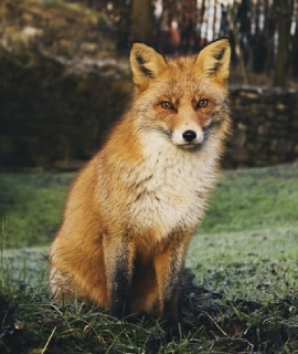 fox fox