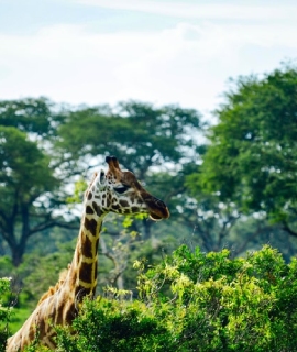 giraffe giraffe