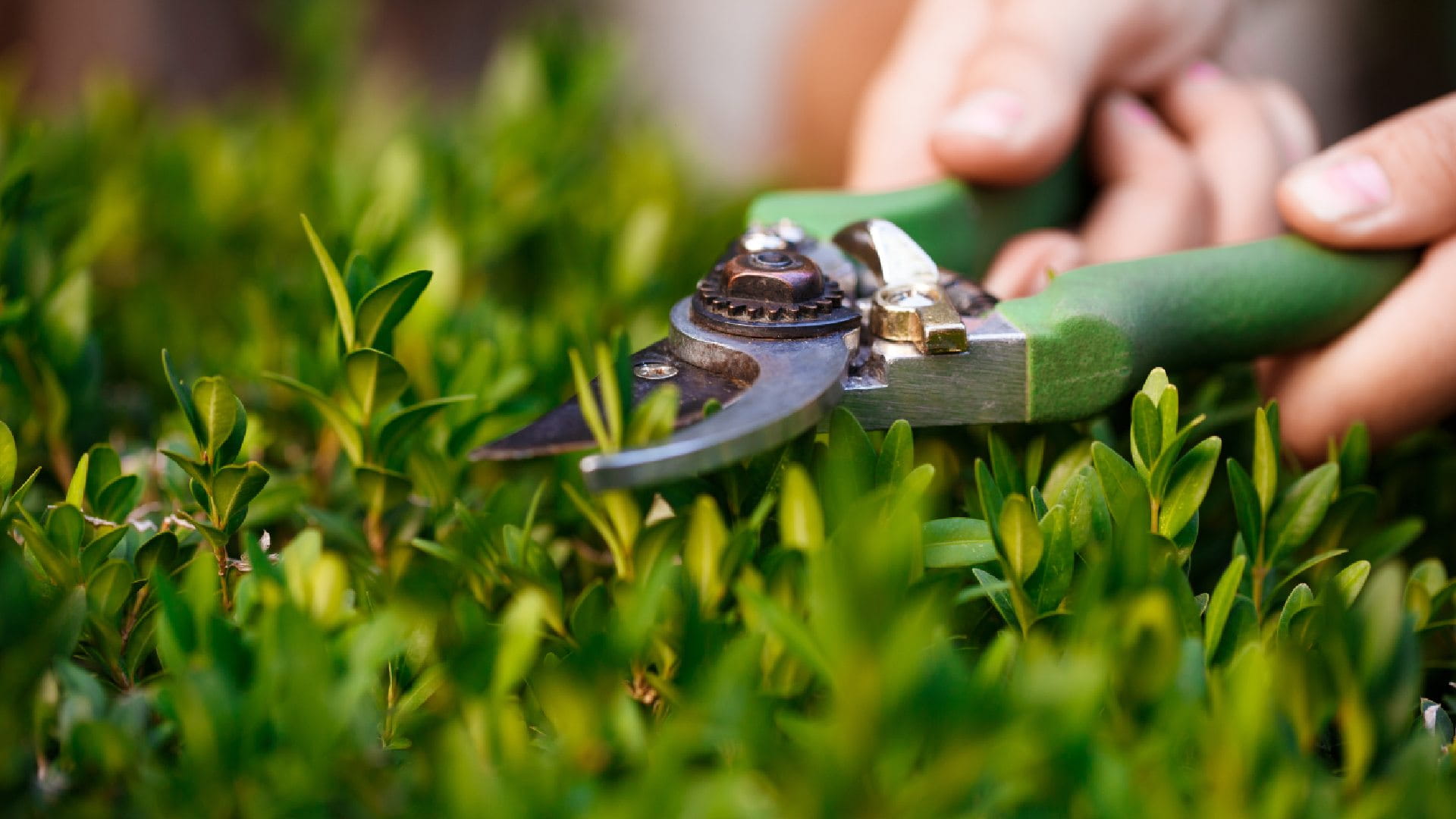 pruning-bushes