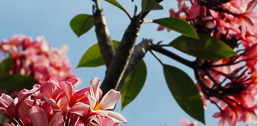 pic03 pic03