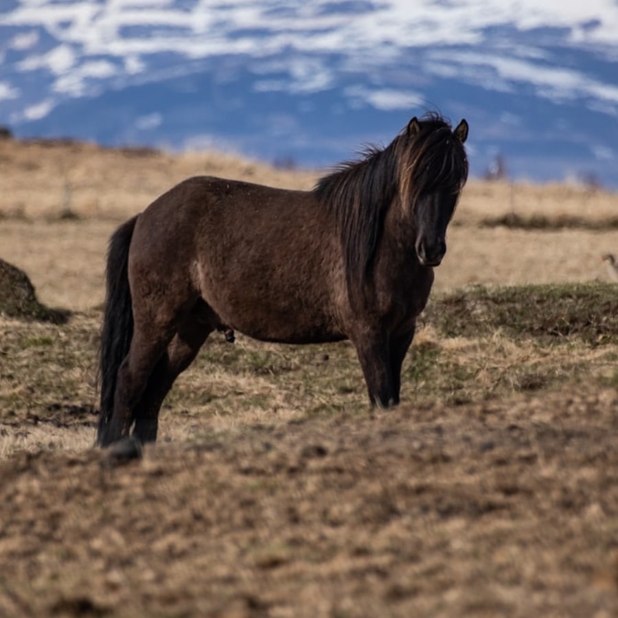 horse1-2