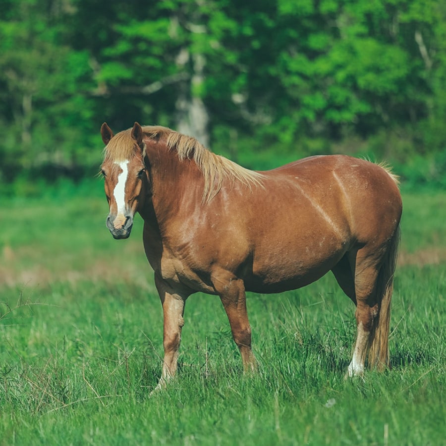 horse1-5