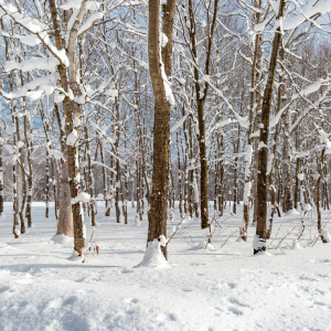 snow snow