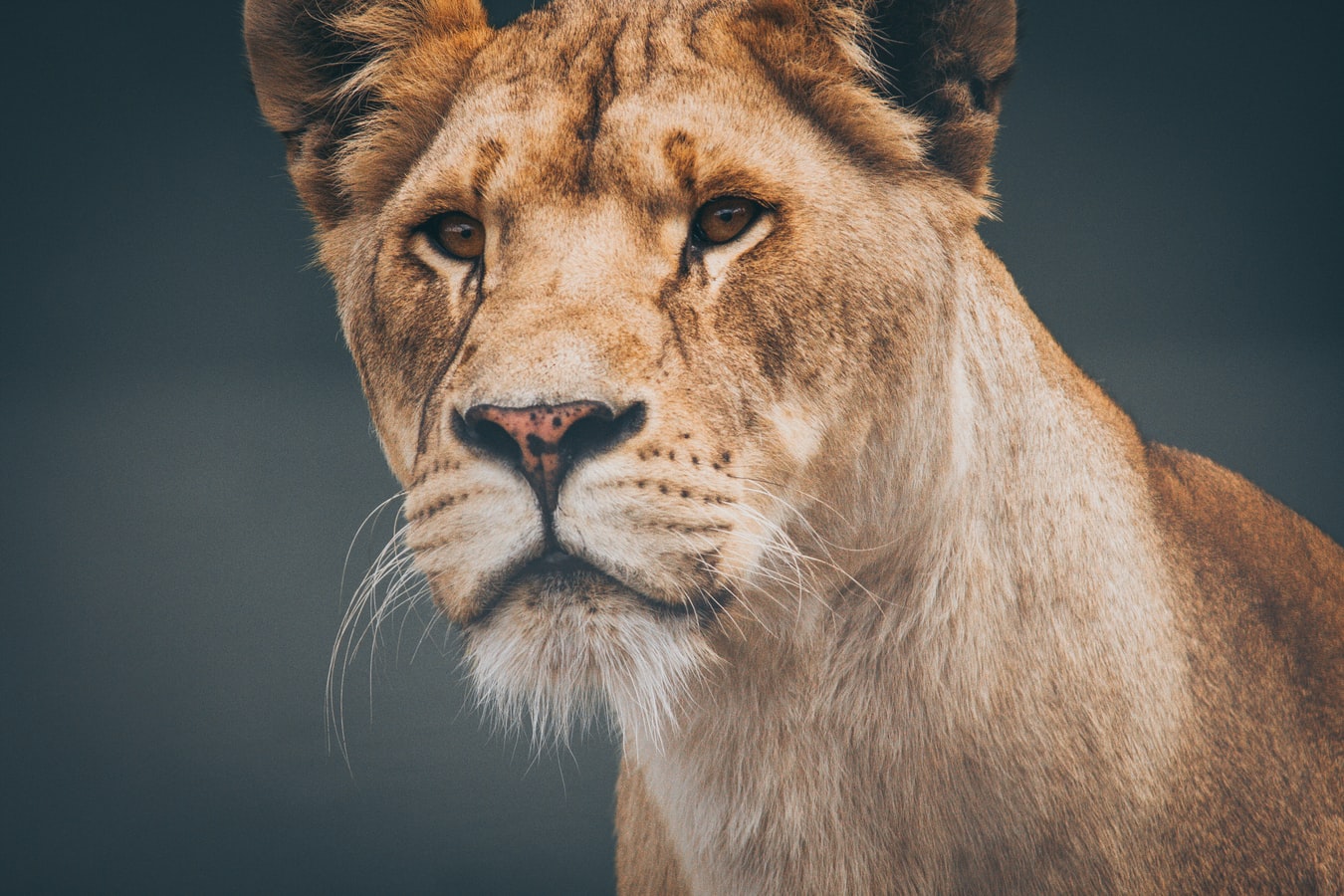 animal3 animal3