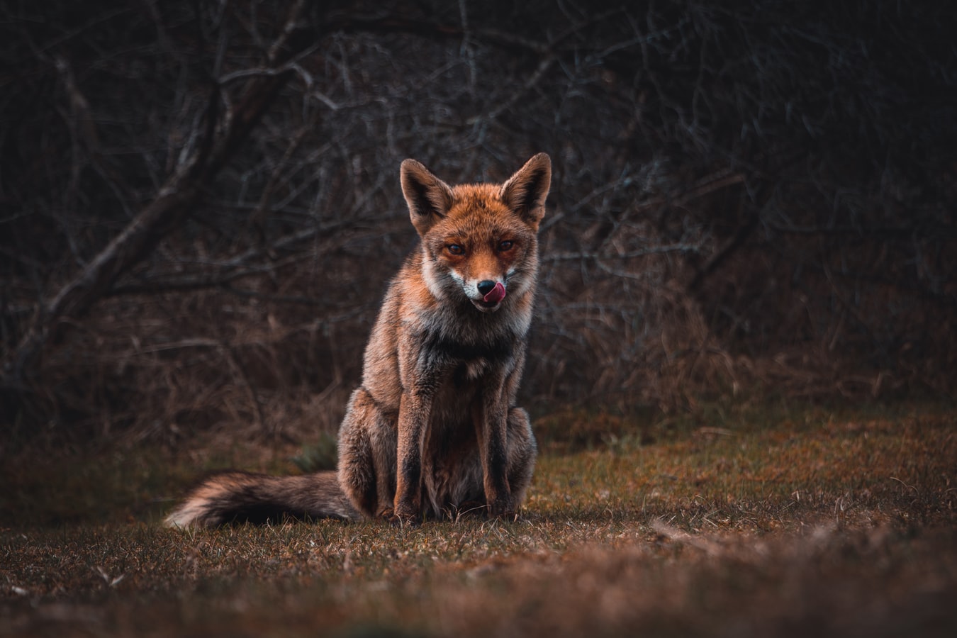 animal5